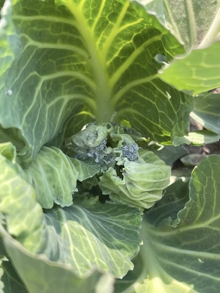 الكرنب عندي عمل كده عوز اسماً رأشه تكون مش غلي